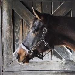 Every Day Essential Leather Halter -Horse Supplies Store 27713