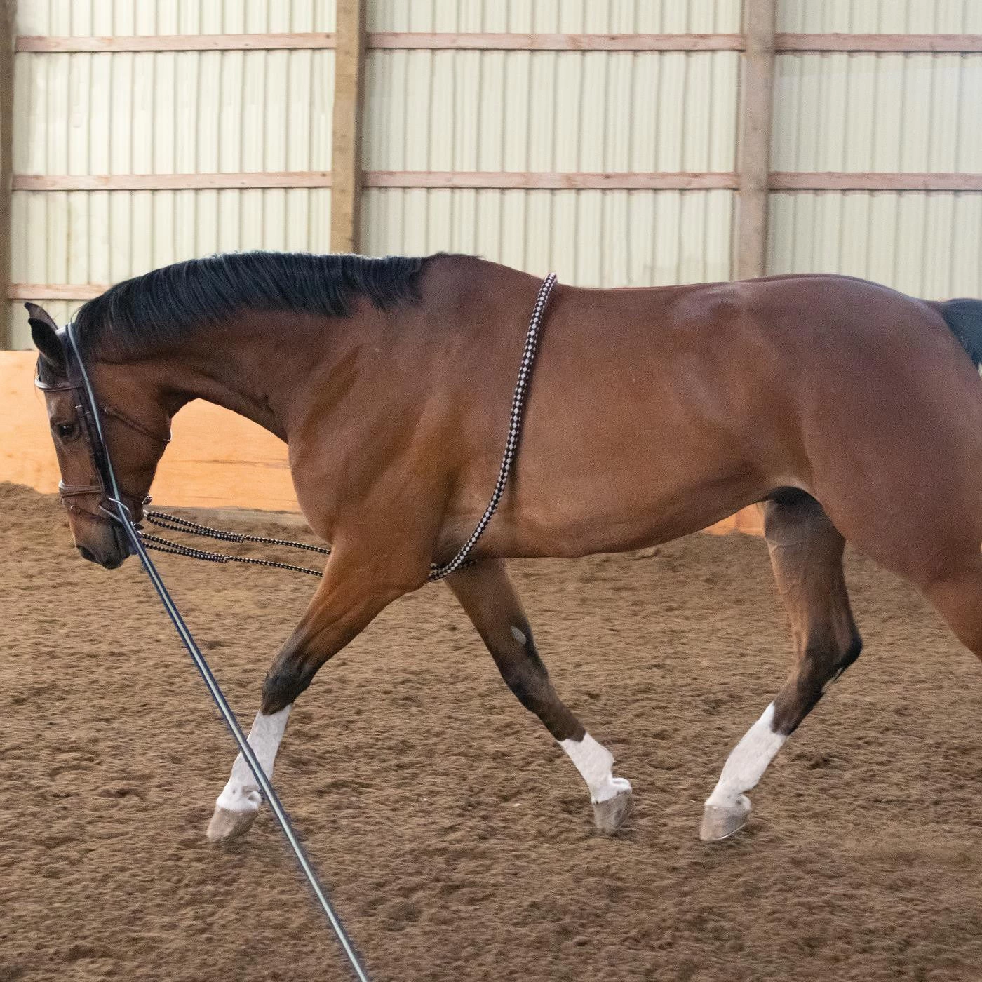 Shedrow Lunging Aid 3 Shedrow Lunging Aid