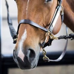 ThinLine Halter Busy Buddy -Horse Supplies Store 75276