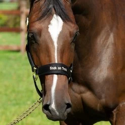 Back On Track Werano Halter -Horse Supplies Store 77495