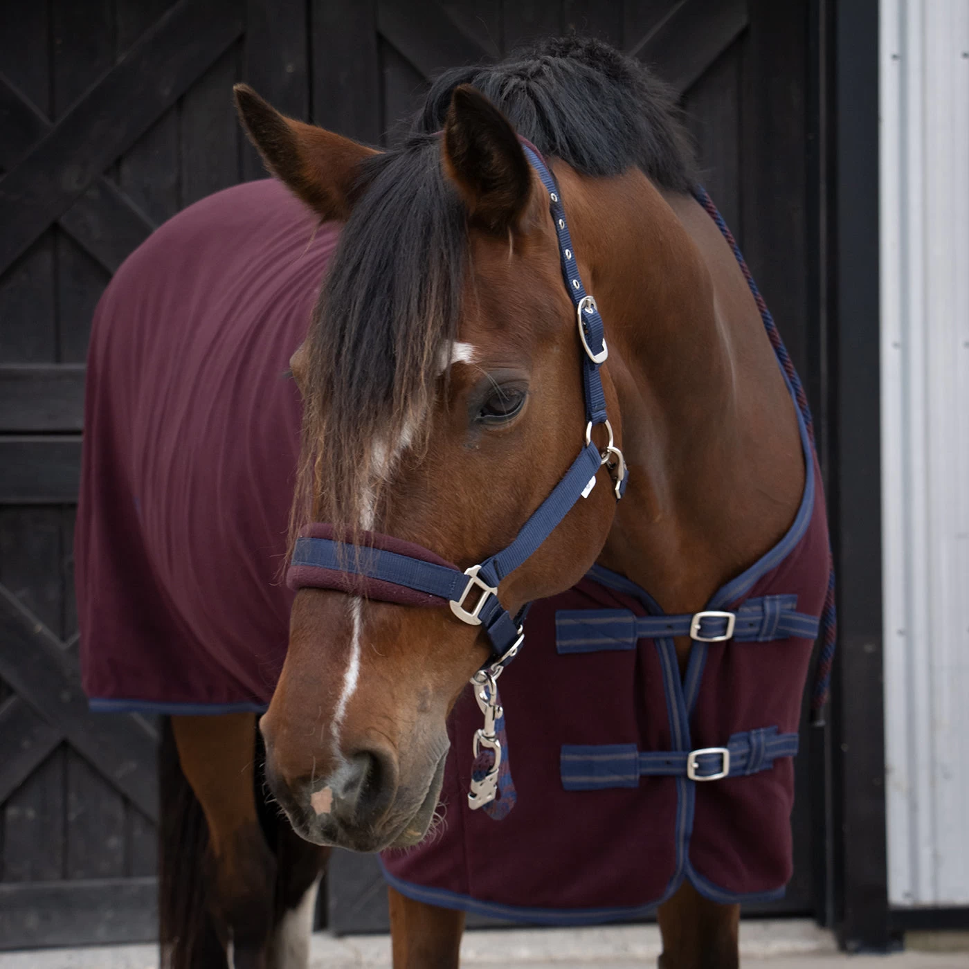 Supra Manchester Halter 3 Supra Manchester Halter