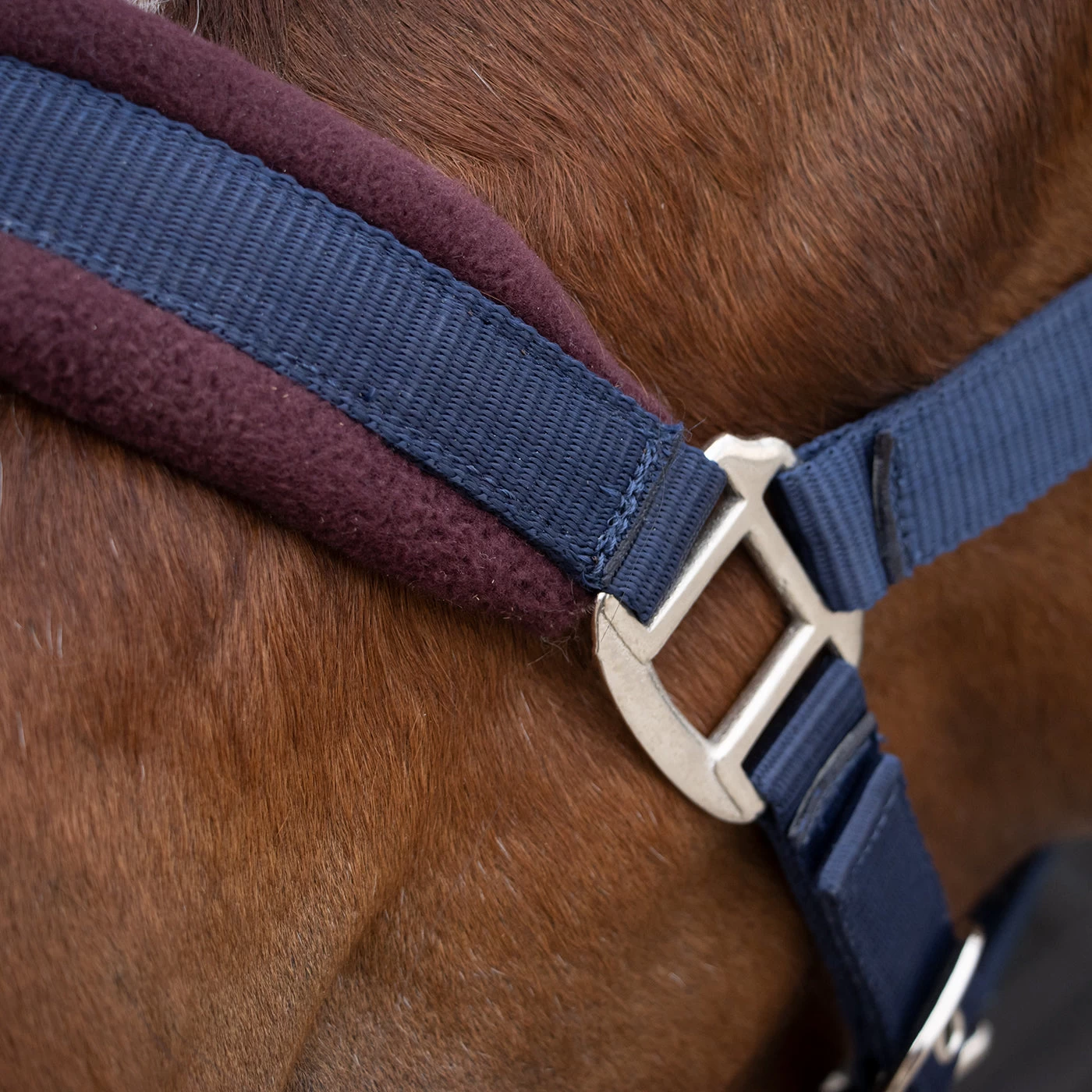 Supra Manchester Halter 4 Supra Manchester Halter - Image 2