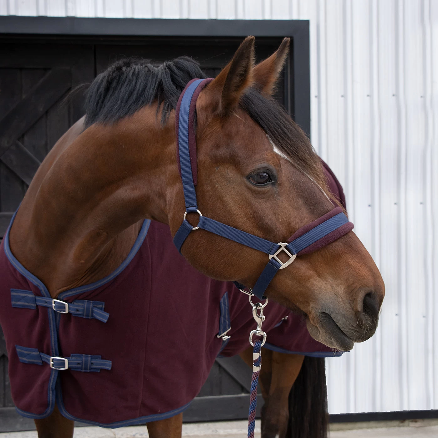 Supra Manchester Halter 6 Supra Manchester Halter - Image 4