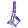 Supra Neoprene Padded W/ Breakaway Halter -Horse Supplies Store gh 04cc29e6 b8c0 4fa1 802f 0e2ab42951ca