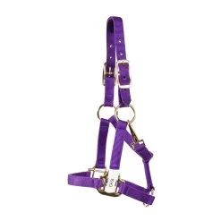 Shedrow Mini Nylon Halter -Horse Supplies Store gh 0a96dea2 3228 430e a29a 567477608b4f