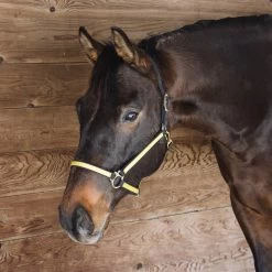 Extreme Two Tone Nylon Halter -Horse Supplies Store gh 14a4b924 8953 4f71 99a9 eac671dbe7c5