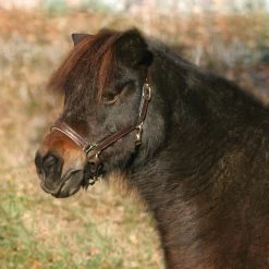 Waldhausen Star Diamond Leather Halter 7 Waldhausen Star Diamond Leather Halter -Horse Supplies Store gh 1de5bfa0 53b2 4937 9554 eab717c9f7fb
