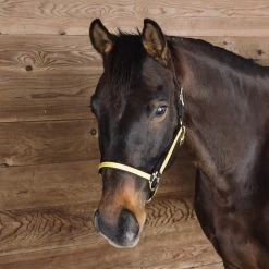 Extreme Two Tone Nylon Halter -Horse Supplies Store gh 327c7d88 88a2 4750 a6e3 0f41af7f243b