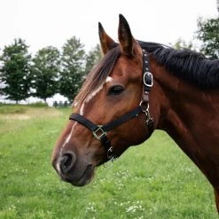 Supra Neoprene Padded W/ Breakaway Halter 13 Supra Neoprene Padded W/ Breakaway Halter -Horse Supplies Store gh 39590783 dba9 4e80 b3c6 87f048304caf