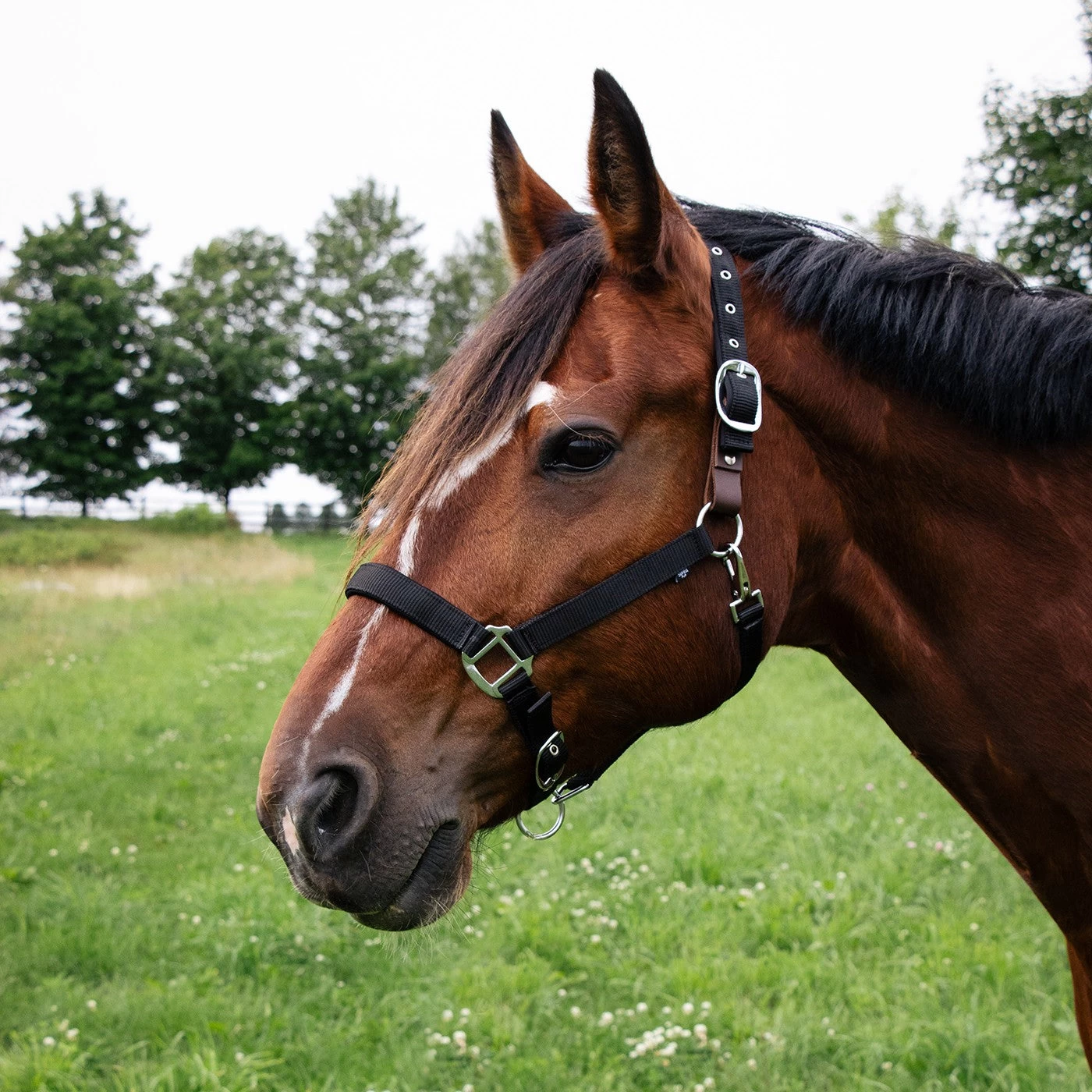 Supra Neoprene Padded W/ Breakaway Halter 8 Supra Neoprene Padded W/ Breakaway Halter - Image 6