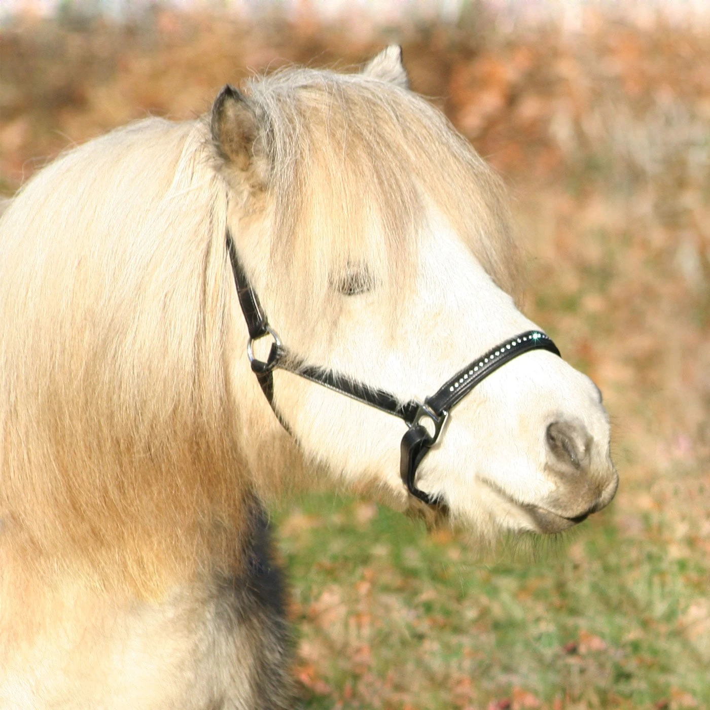 Waldhausen Star Diamond Leather Halter 4 Waldhausen Star Diamond Leather Halter - Image 2