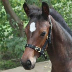 Supra Foal Halter -Horse Supplies Store gh aead98db b8a0 47a5 839c c17cebe7650e