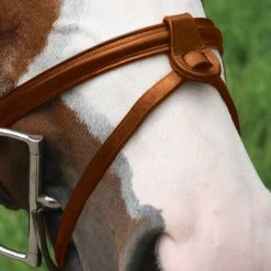 Val Du Bois Flash -Horse Supplies Store gh d41a2884 13e5 4067 bd42 2c3146c5831d