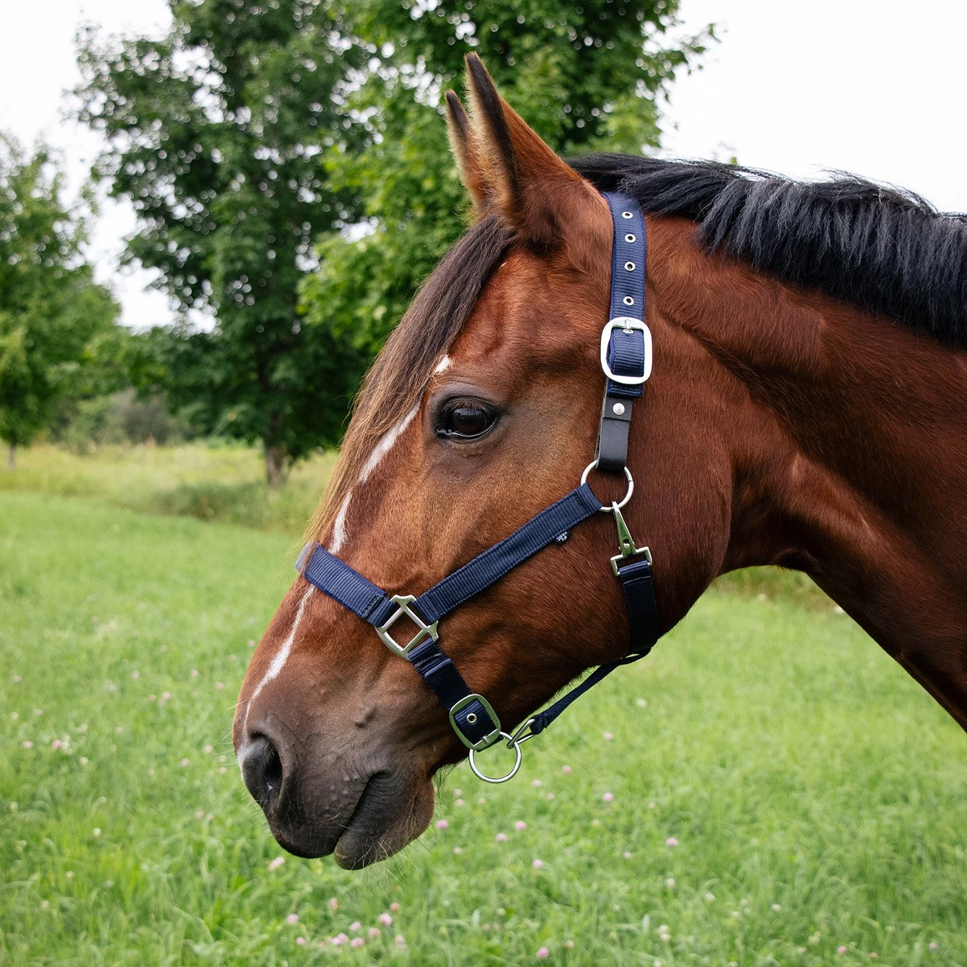 Supra Neoprene Padded W/ Breakaway Halter 7 Supra Neoprene Padded W/ Breakaway Halter - Image 5