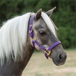 Shedrow Mini Nylon Halter -Horse Supplies Store gh e56348a5 3e4c 4dd6 b5b8 356186964581