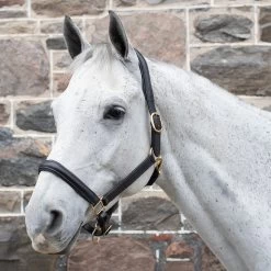 Val Du Bois Padded Leather Halter -Horse Supplies Store gh f1de1456 4ee8 4315 ad28 aa25e233e935