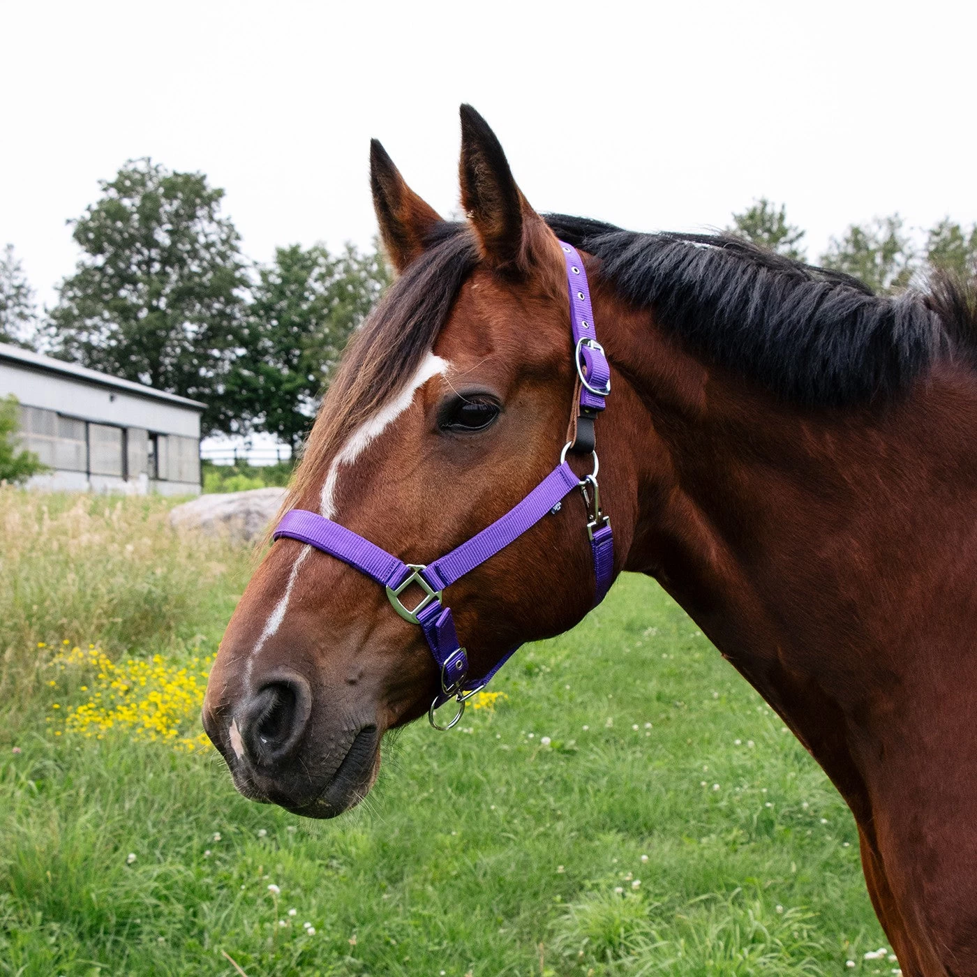 Supra Neoprene Padded W/ Breakaway Halter 6 Supra Neoprene Padded W/ Breakaway Halter - Image 4